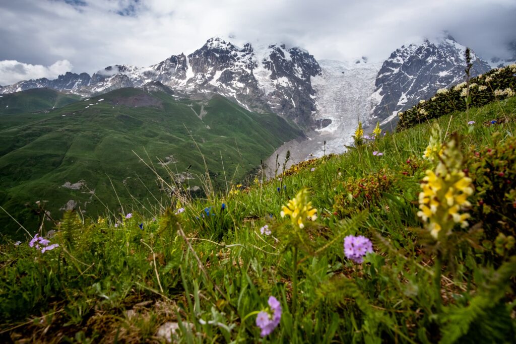Adishi Glacier with colourful wildflowers, Svaneti, Georgia