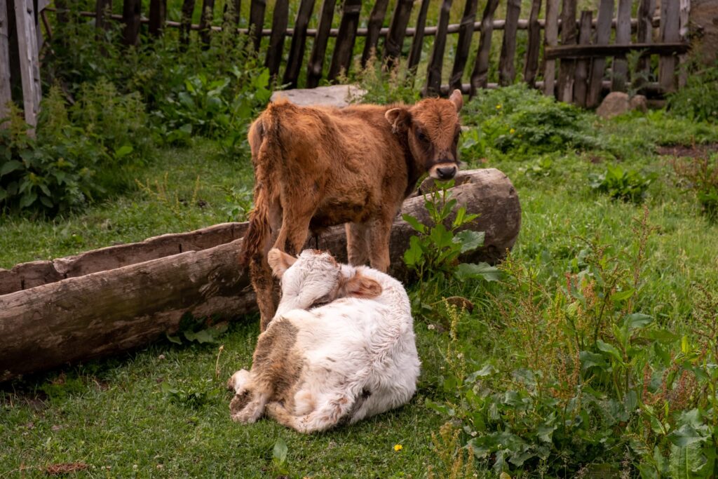 Baby cows in Tsvirmi, Svaneti