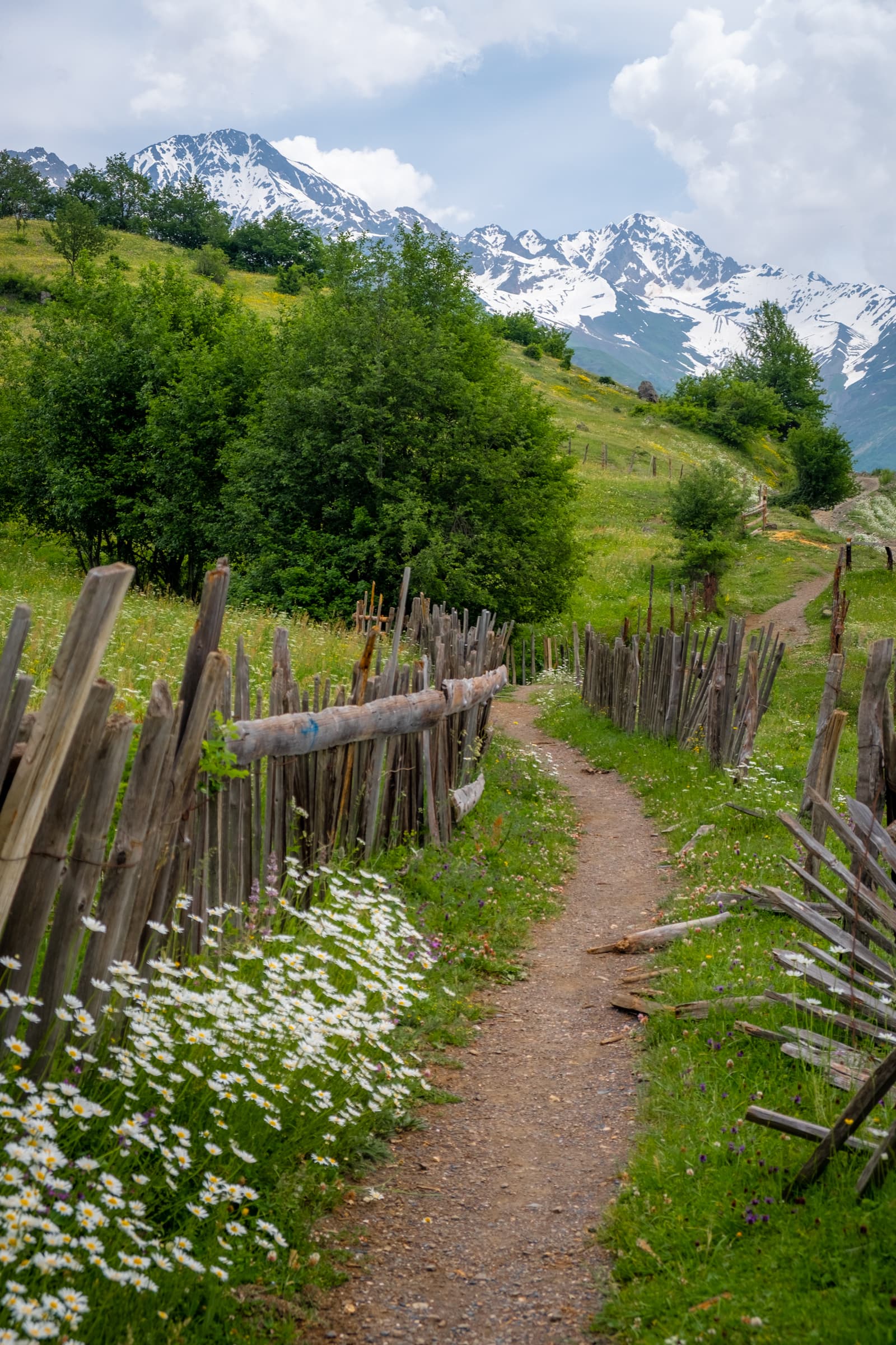 Idyllic footpath from Mestia to Koruldi lakes with flowers and snowy mountains