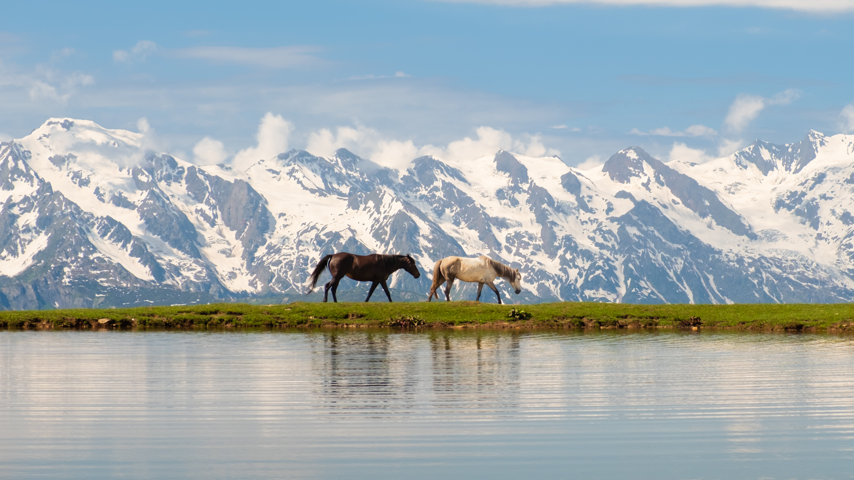 Idyllic scene with horses walking along a lake shore with snowy mountains in the background