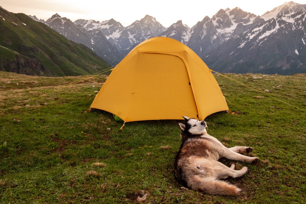 Early morning camping at Koruldi lakes with a wild husky dog, Georgia