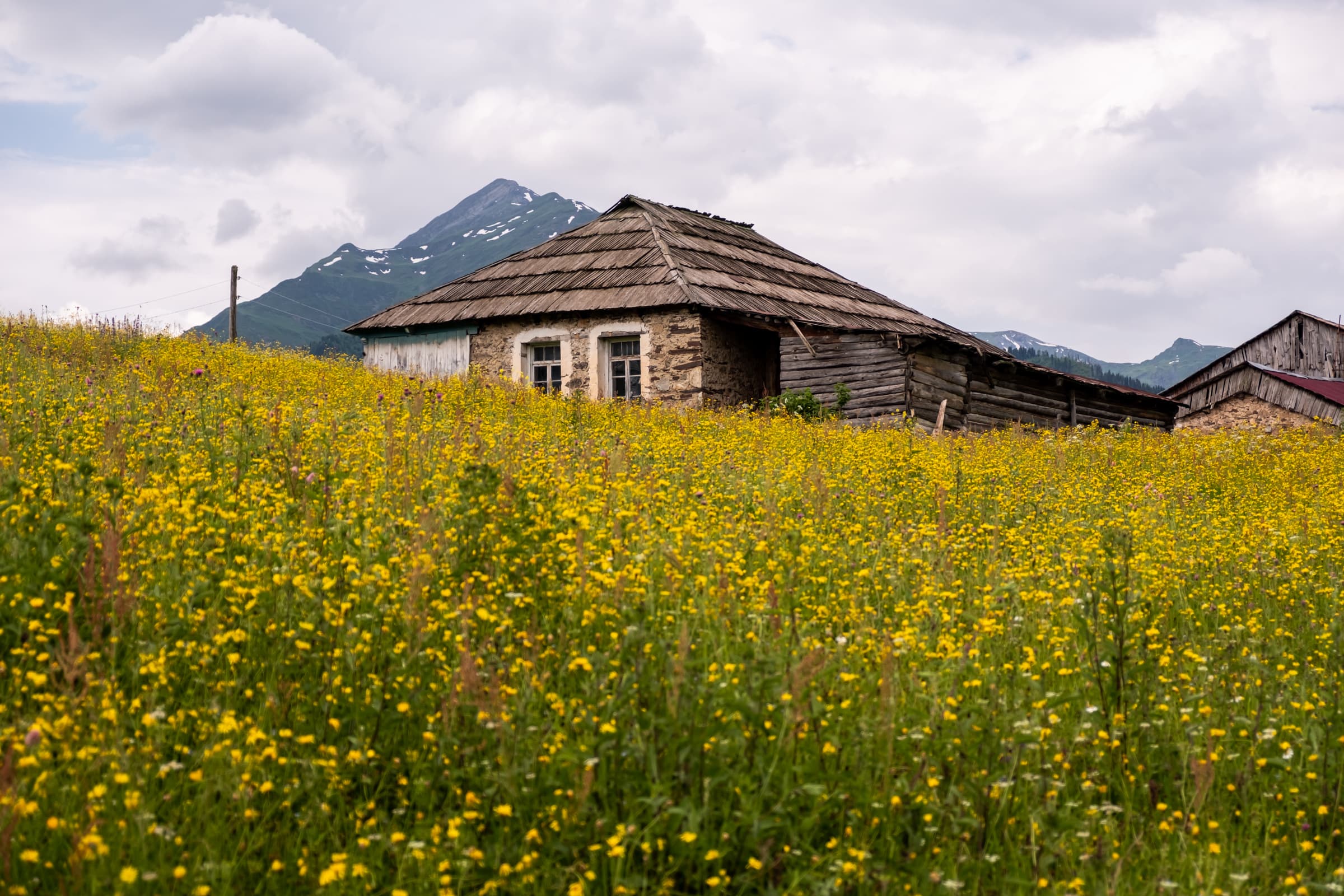 Old abandoned house surrounded by a meadow of yellow wildflowers, Tsvirmi, Svaneti