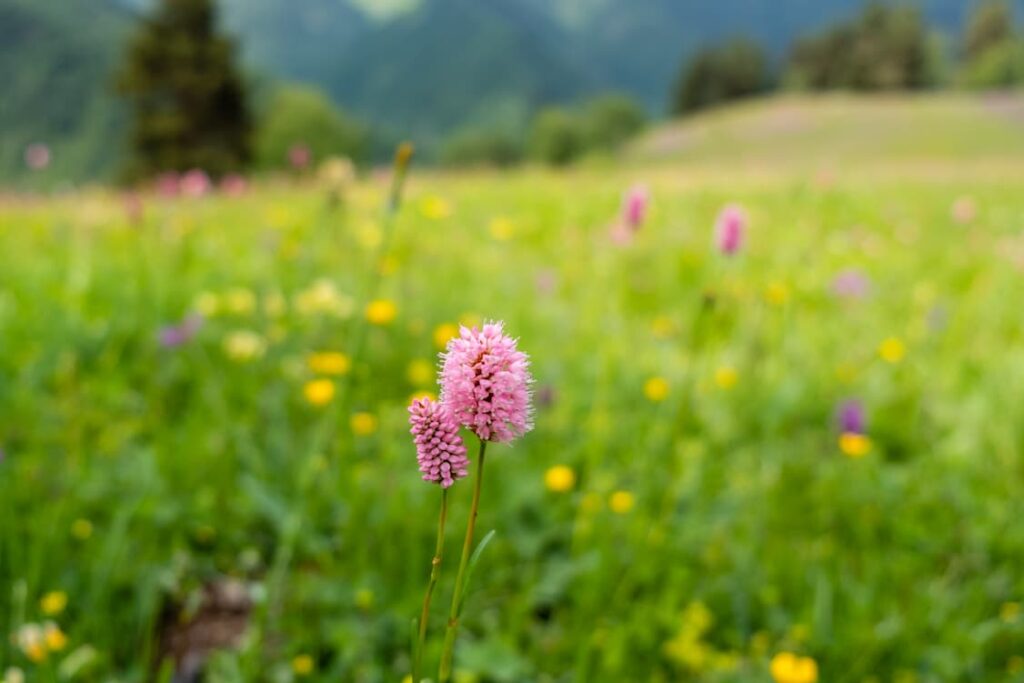 Pink wildflower in a meadow, Svaneti, Georgia