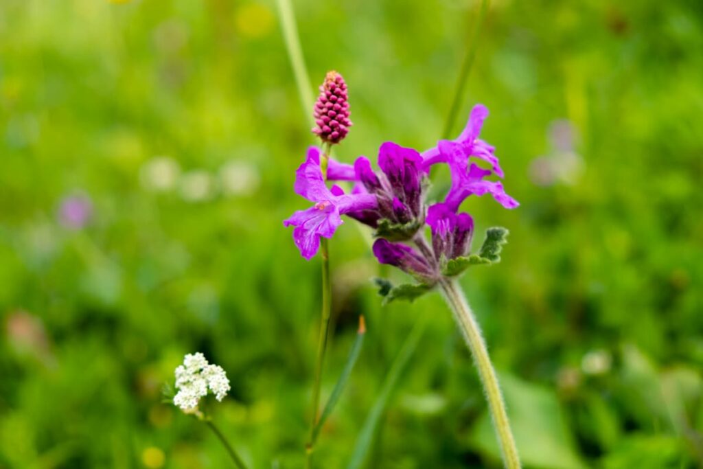 Purple wildflower in a meadow, Svaneti, Georgia