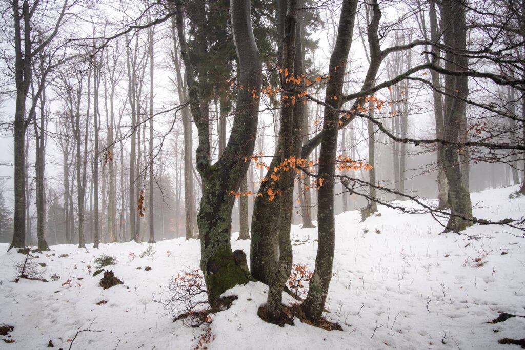 Snowy forests around Schneeberg