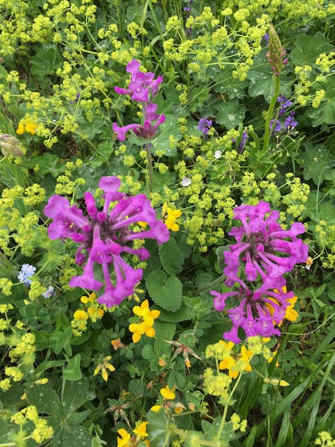Ushguli wildflowers