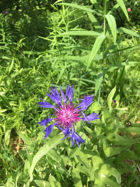 Ushguli wildflowers