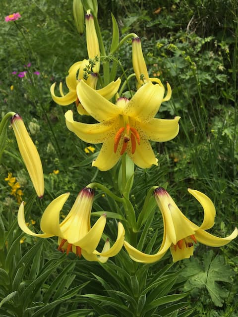 Ushguli wildflowers