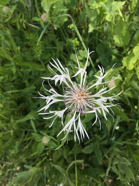 Ushguli wildflowers