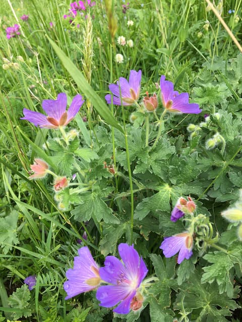 Ushguli wildflowers