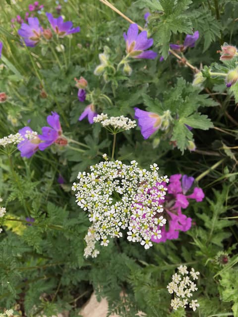 Ushguli wildflowers