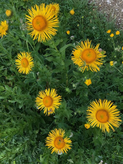 Ushguli wildflowers