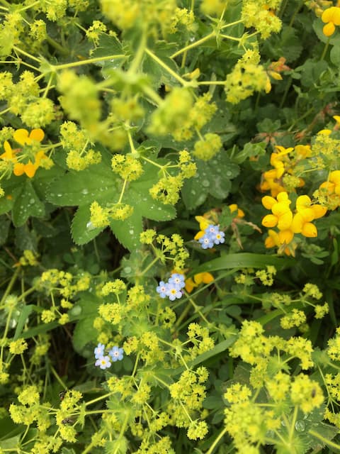 Ushguli wildflowers