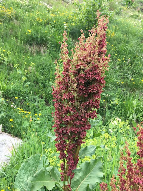 Ushguli wildflowers