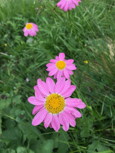 Ushguli wildflowers