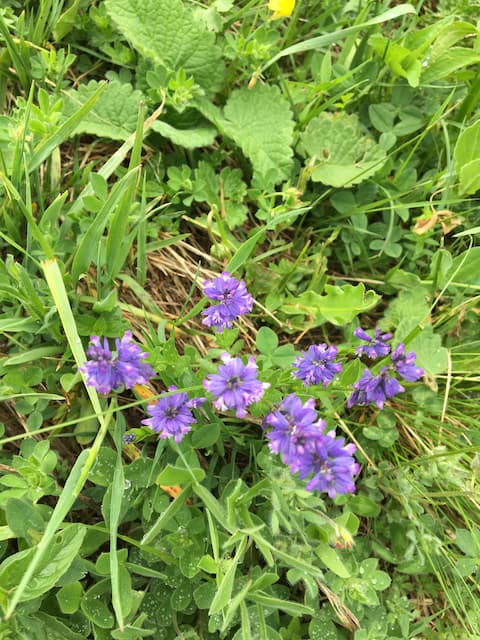 Ushguli wildflowers