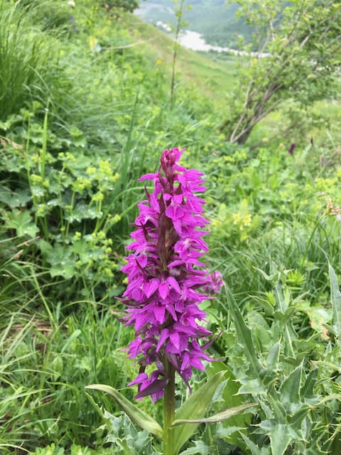 Ushguli wildflowers