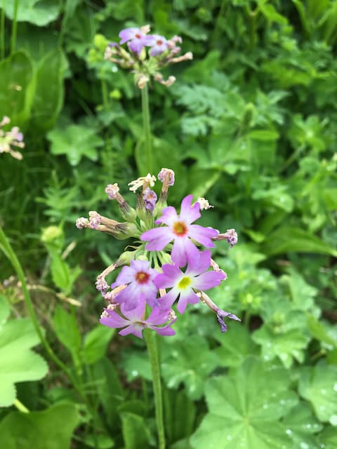 Ushguli wildflowers