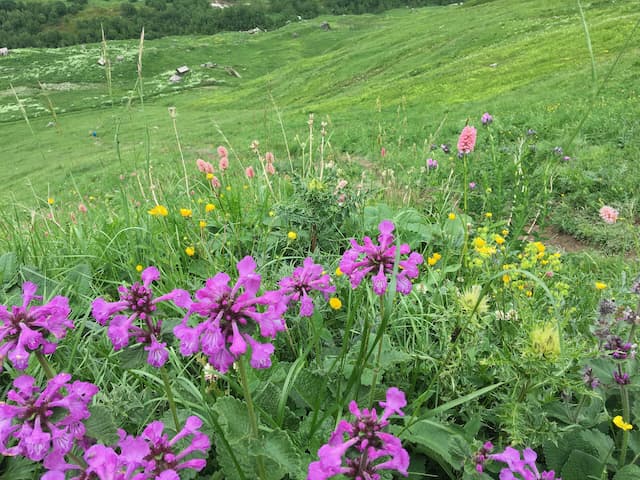 Ushguli wildflowers