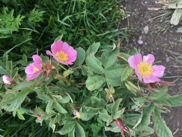 Ushguli wildflowers