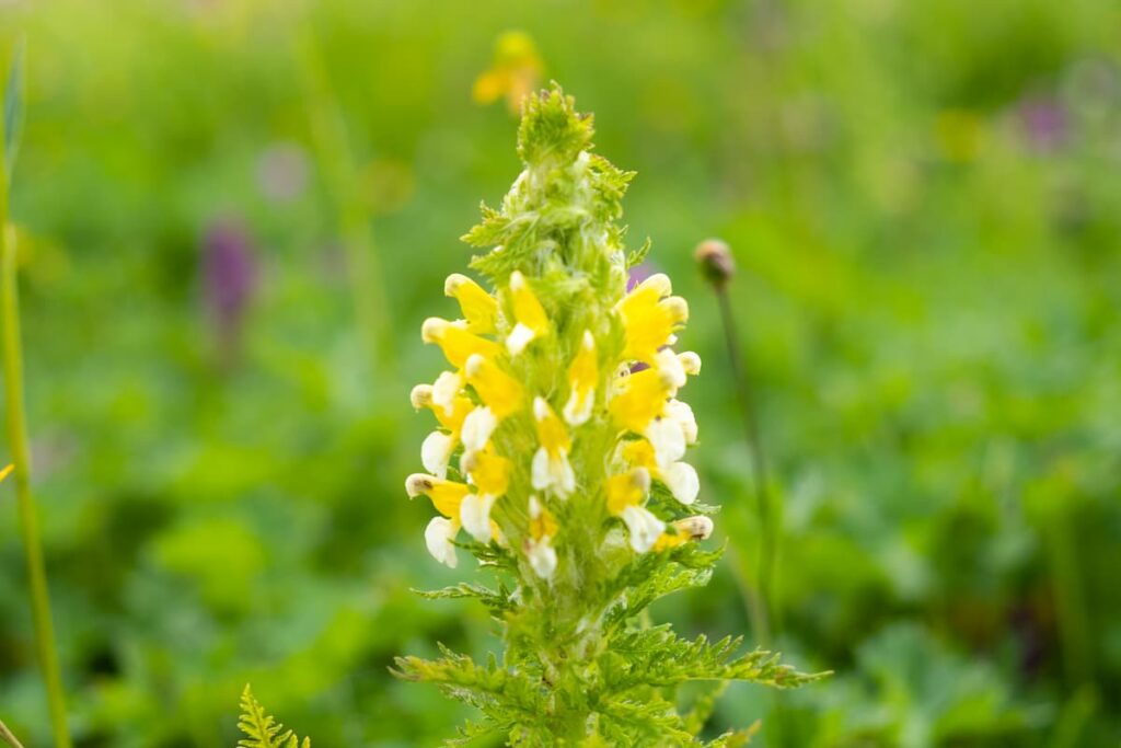 Yellow wildflower in a meadow, Svaneti, Georgia