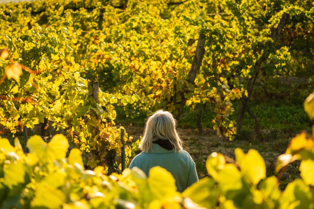 Caroline in the midst of golden vine leaves at Feuersbrunn vineyard