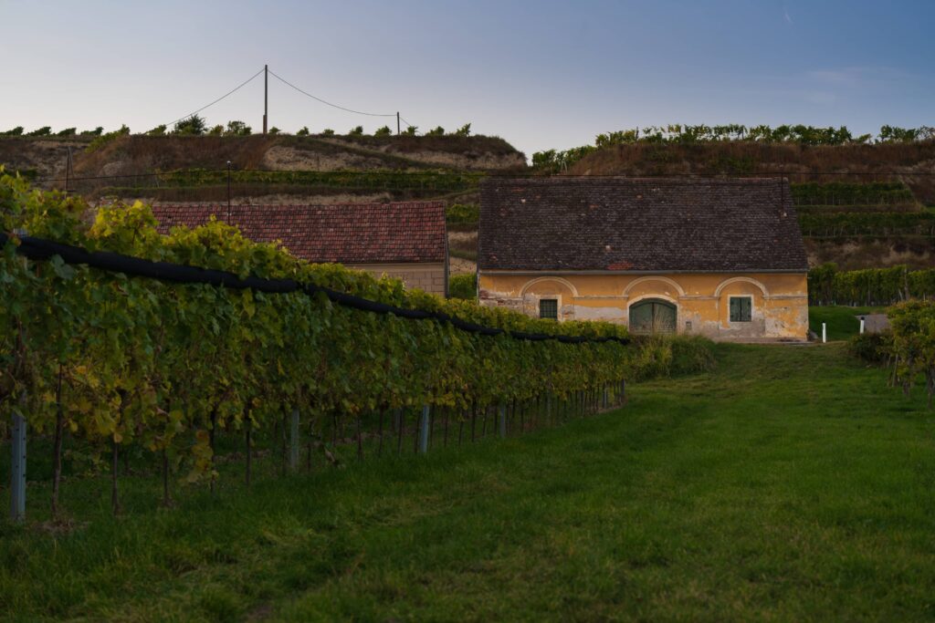 Yellow wine cellar with row of vines leading to it at Rohrendorfer Kellergasse