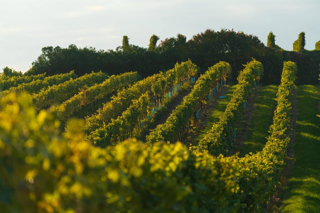 Rows of vines in the sun at Feuersbrunn vineyard