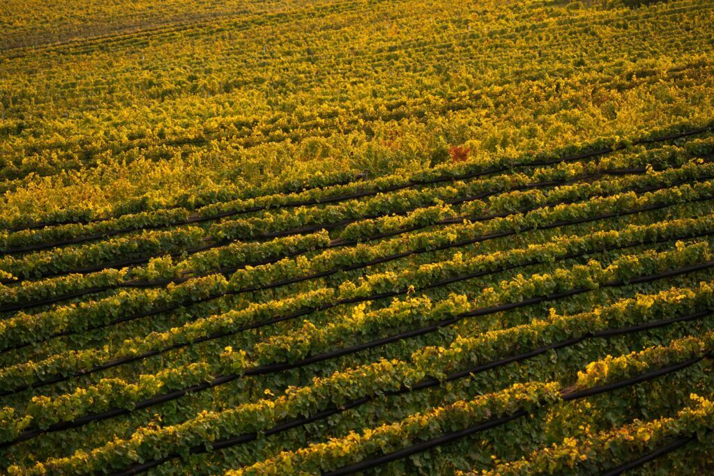 Golden rows of vines from Engabrunn lookout tower at Feuersbrunn