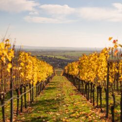 Looking through golden vineyards towards Mitterretzbach on an autumn day