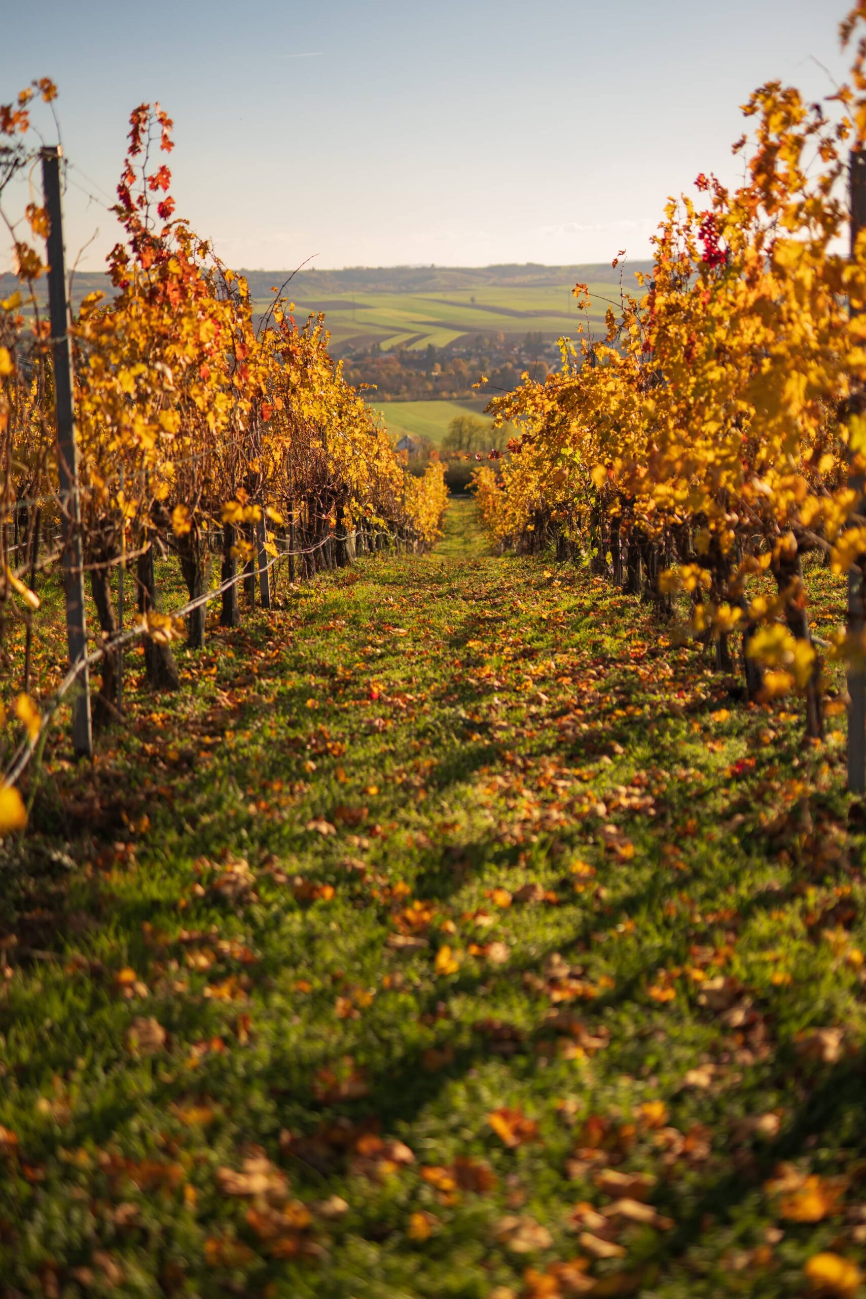 Portrait view Looking through golden vineyards towards Mitterretzbach on an autumn day