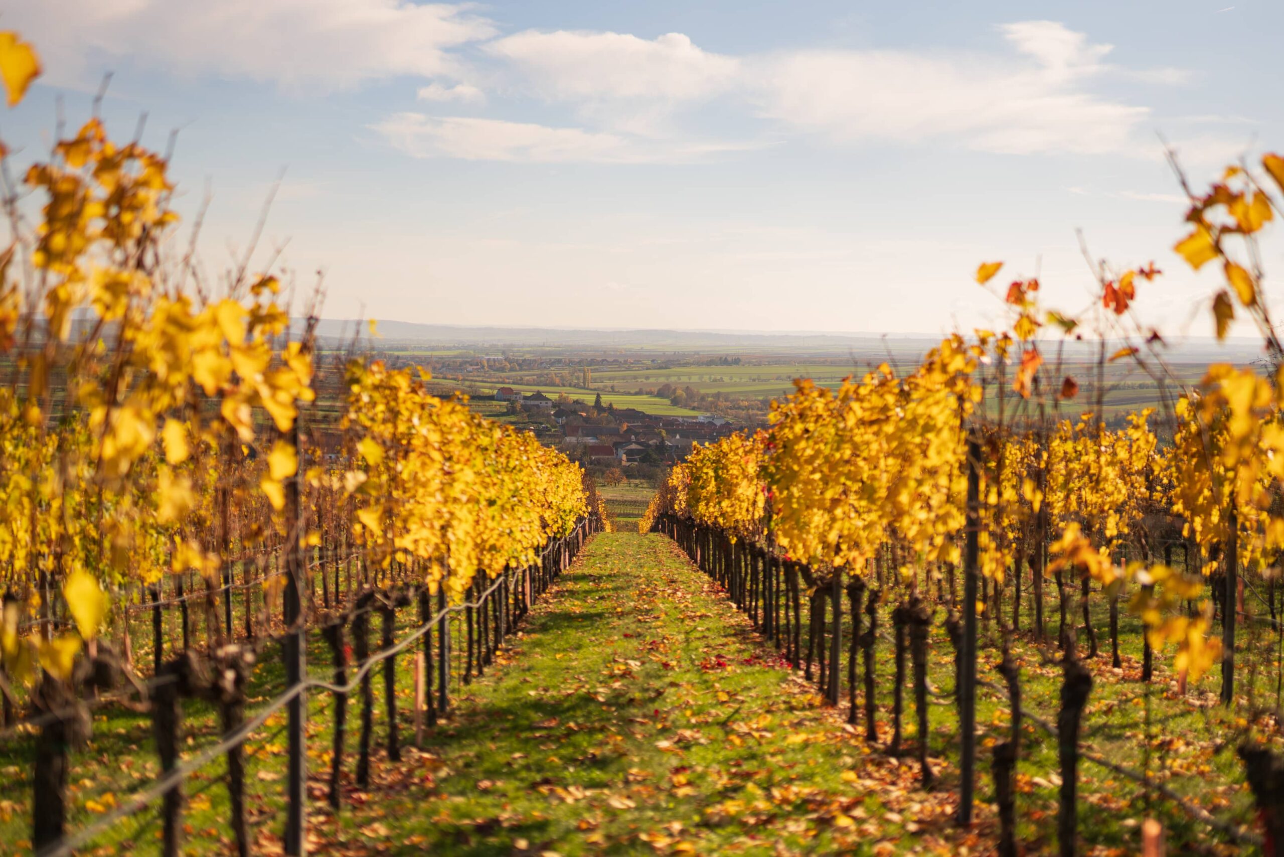 Out in the grape outdoors – Wine walks in and around Vienna, part I: Kellergassen