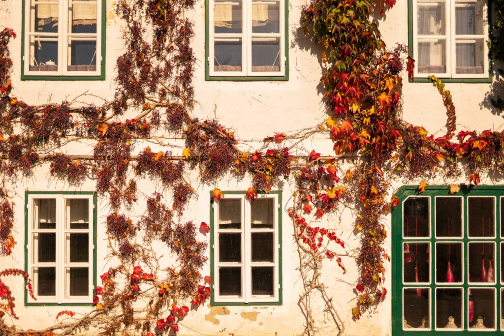 White house in Unterretzbach covered in autumnal vines