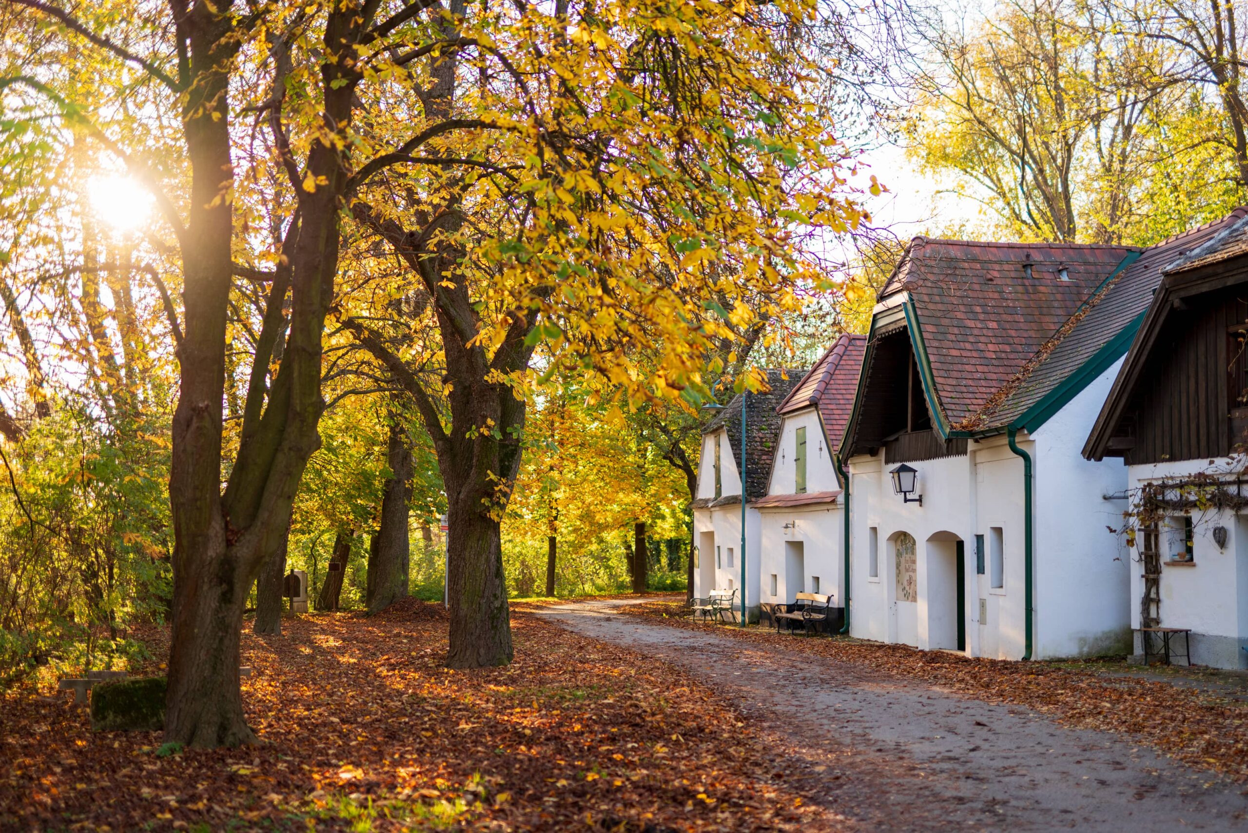 Row of wine cellar buildings next to autumnal trees at Peigarten Kellergasse