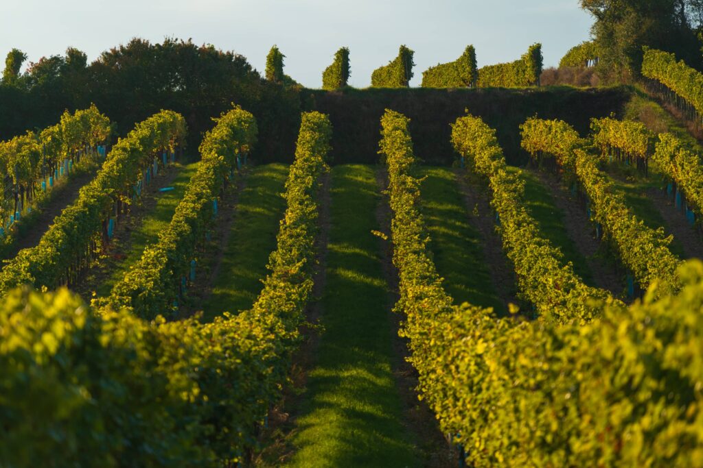 Rows of vines in the sun at Feuersbrunn vineyard