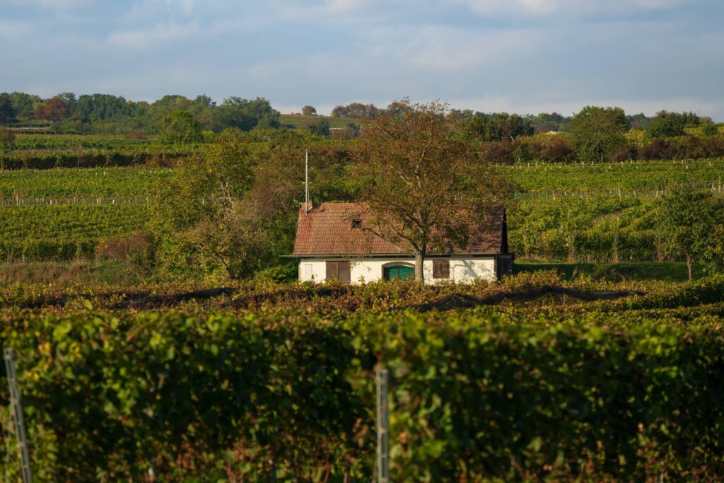 White wine cellar in the middle of vineyards at Kellergasse Feuersbrunn