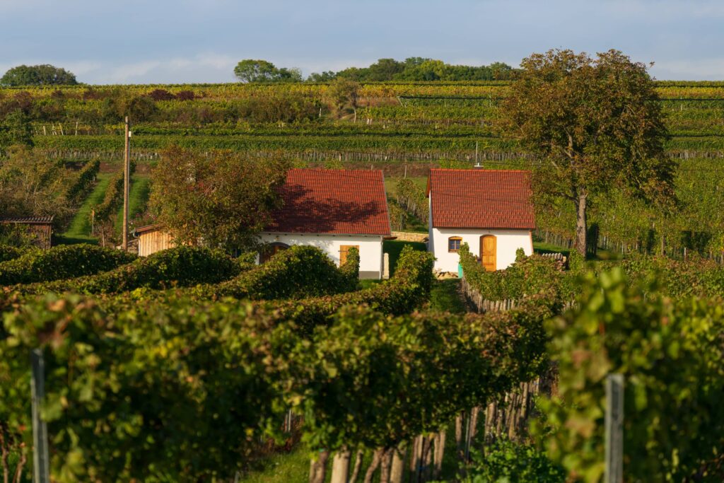 White wine cellar with tiny side building in the middle of vineyards at Kellergasse Feuersbrunn