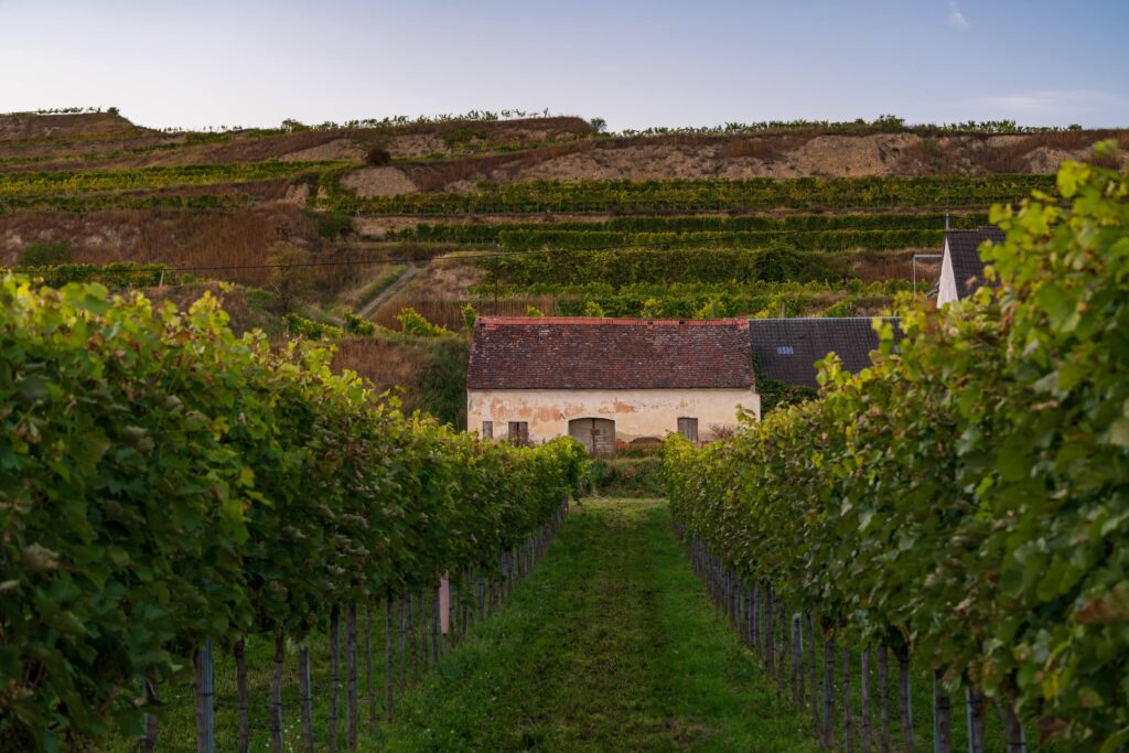 Wine cellar in disrepair with rows of vines leading to it at Rohrendorfer Kellergasse