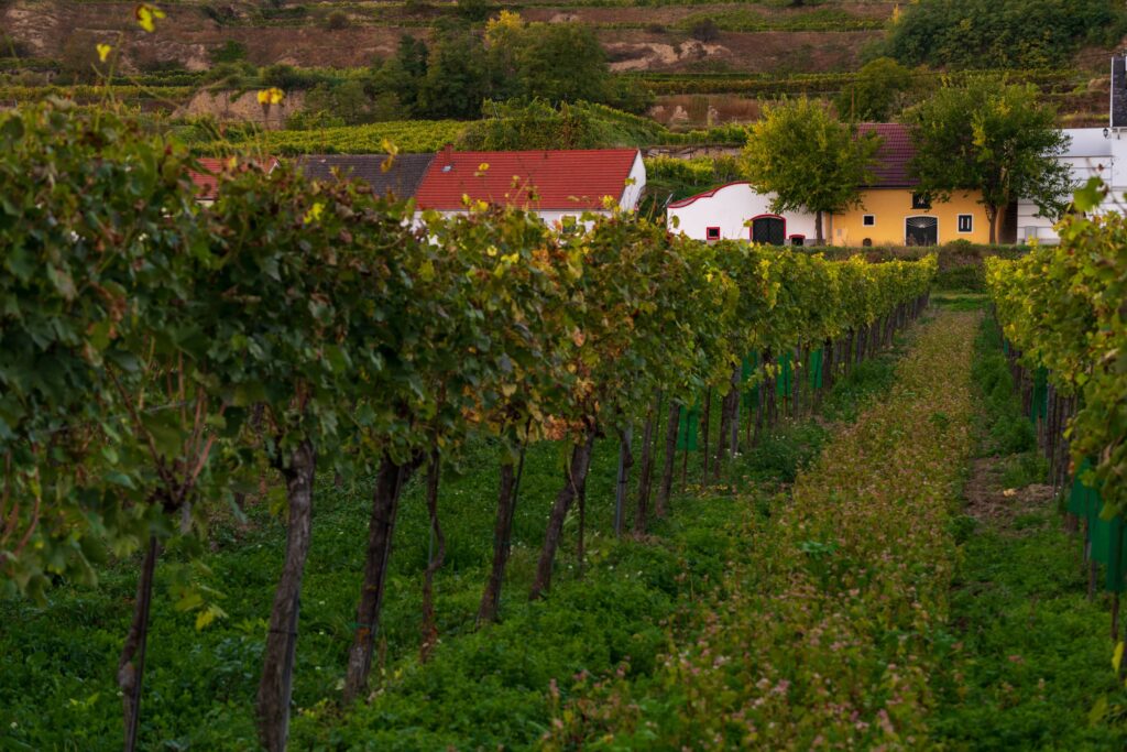 View on wine cellars at Rohrendorfer Kellergasse behind vineyard