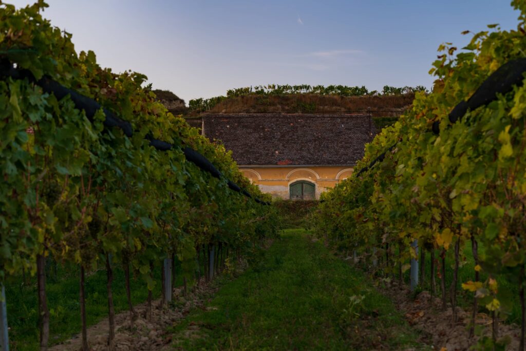 Yellow wine cellar and rows of vines leading to it at Rohrendorfer Kellergasse