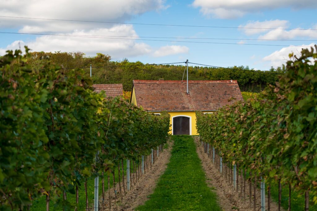 Yellow wine cellar with dark brown wooden door with rows of vines leading to it at Rohrendorfer Kellergasse