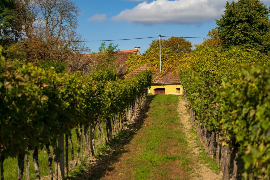 A yellow wine cellar in between vine rows on Wora Kellergasse