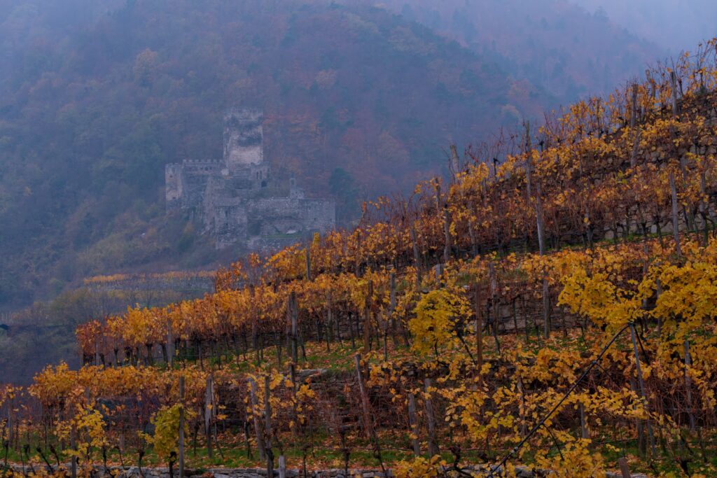 Ruins of Hinterhaus castle through the burnt orange vineyards, Spitz, Wachau