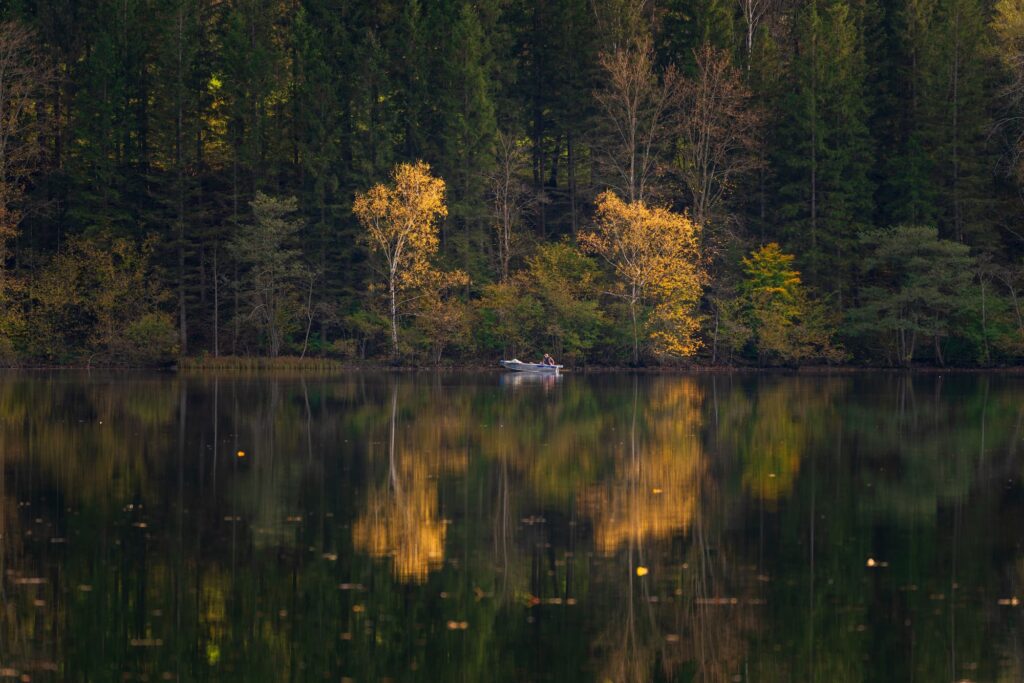 A boat on lake Lunzer See directly between two golden illuminated birch trees