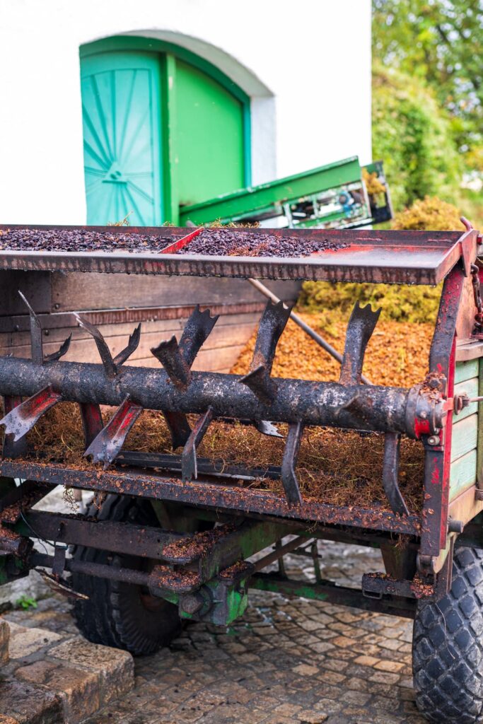Crushed grapes behind loaded on to a tractor on Rohrendorfer kellergasse