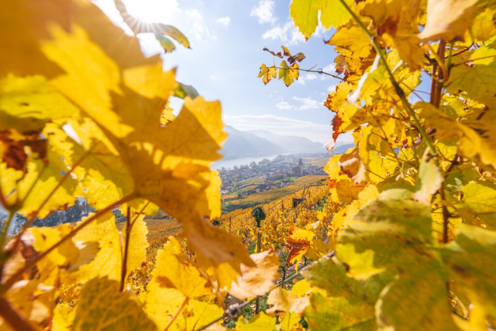Weissenkirchen on a beautiful sunny autumn day framed through golden yellow vine leaves