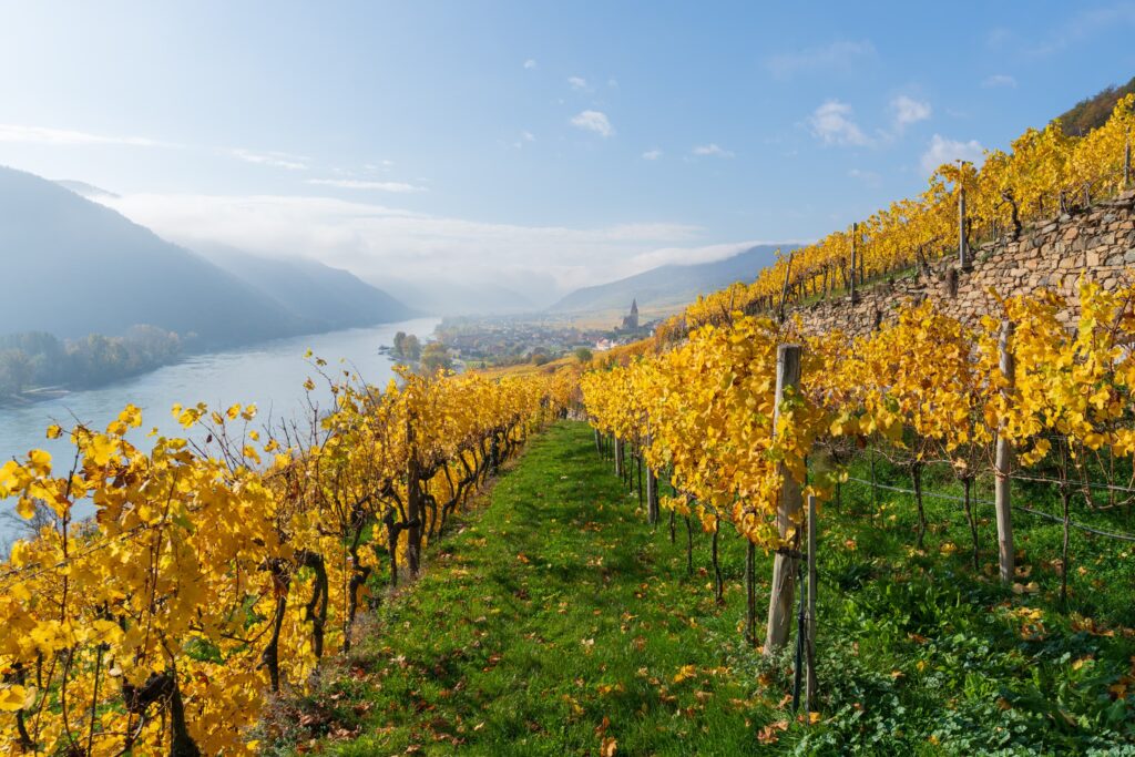 Weissenkirchen on a beautiful sunny autumn day with vivid blue sky and golden yellow vine rows