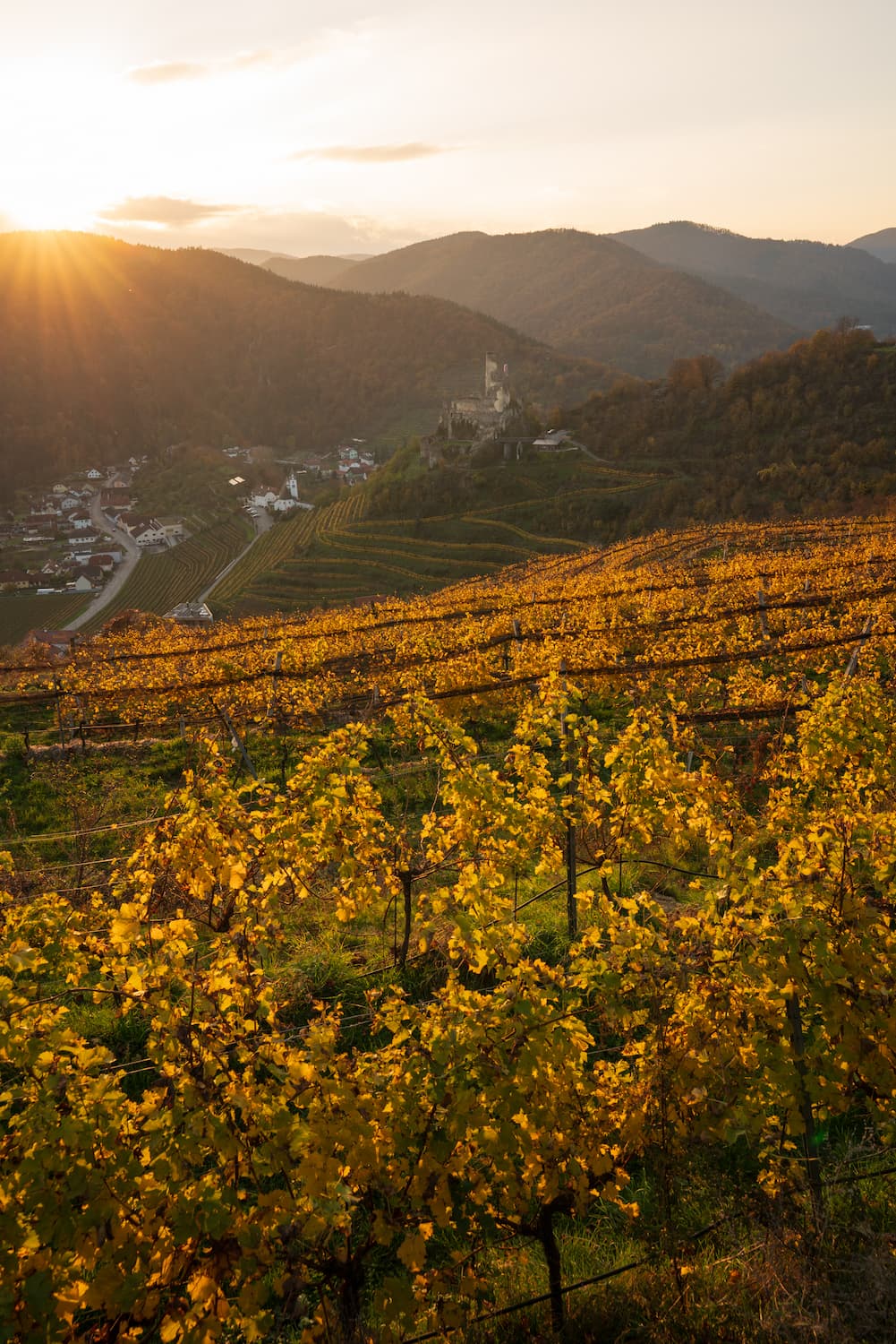 Golden vineyards with the hilltop castle ruin of Senftenberg in the Kremstal region at sunset